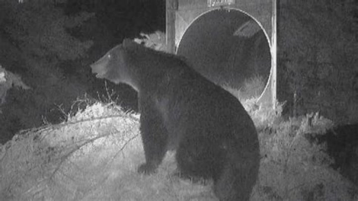 Grizzly bear in the chicken coop